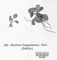 Puccinia lapsanae image